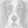 Seven Hounds